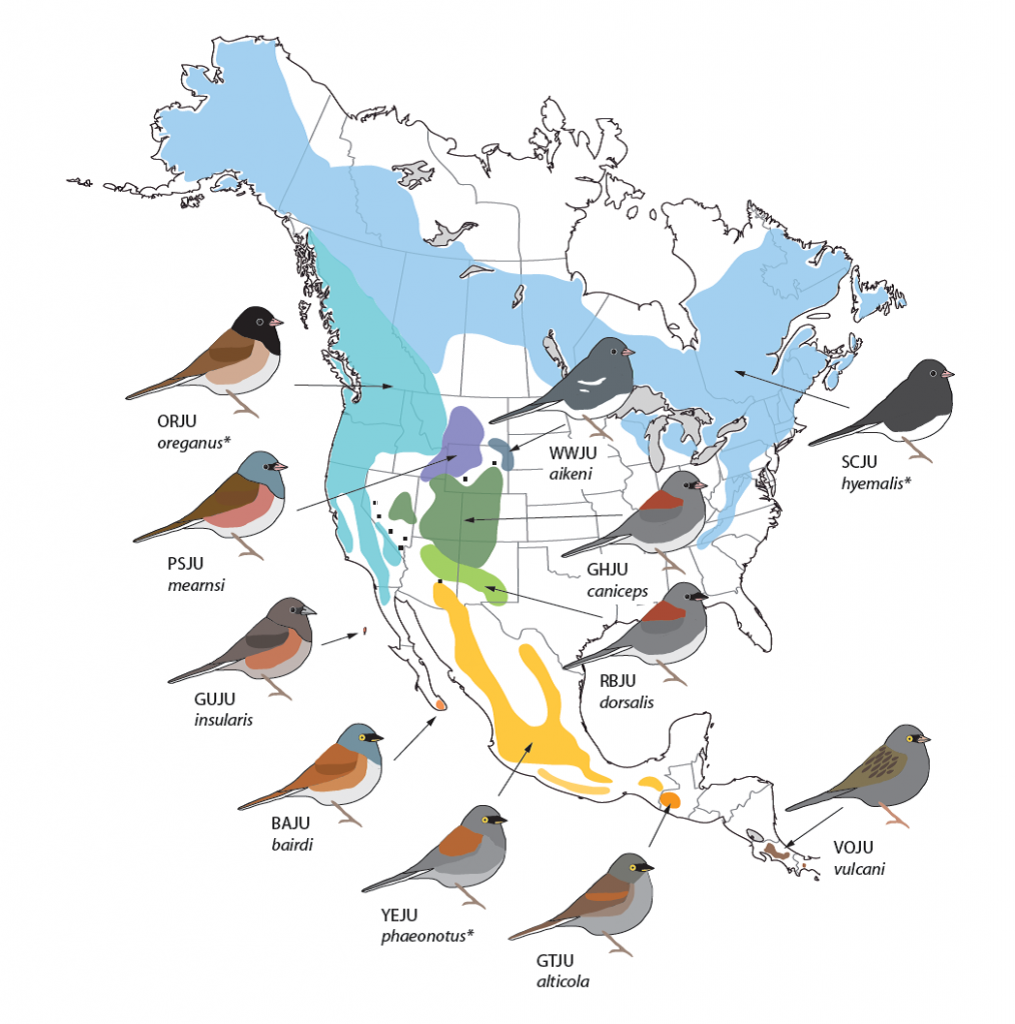 Distribution of Junco forms - Borja Milá