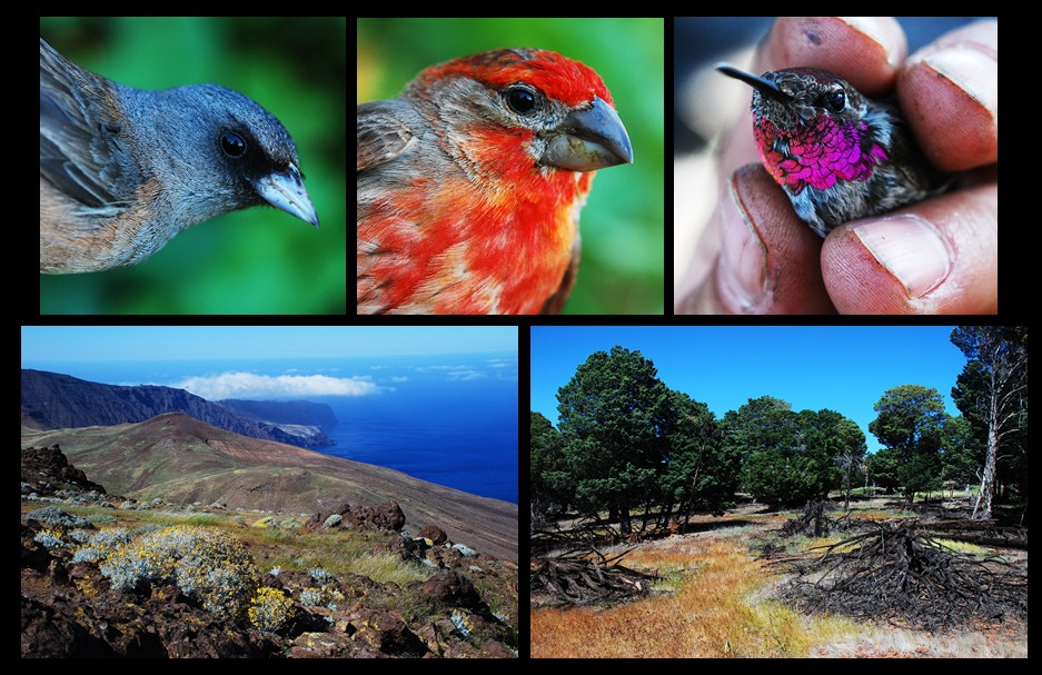 Endemic birds of Guadalupe Island - Borja Milá