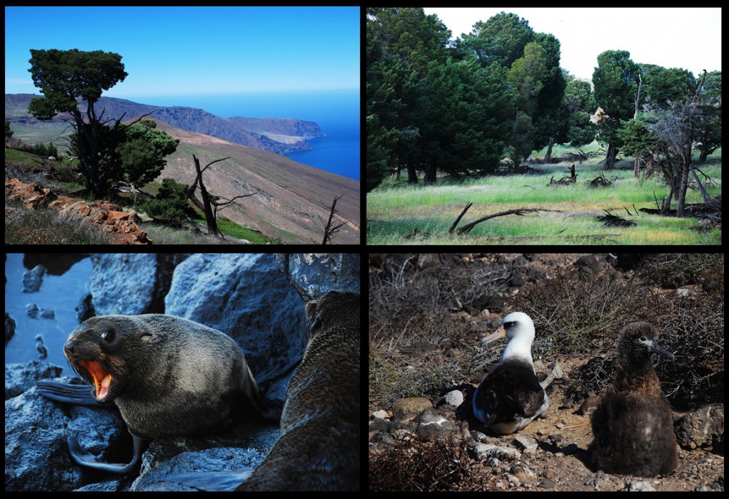 Guadalupe Island’s Endemic Birds Borja Milá Lab